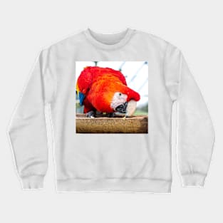 Macaw Parrot Crewneck Sweatshirt